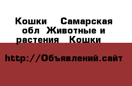 Кошки  - Самарская обл. Животные и растения » Кошки   